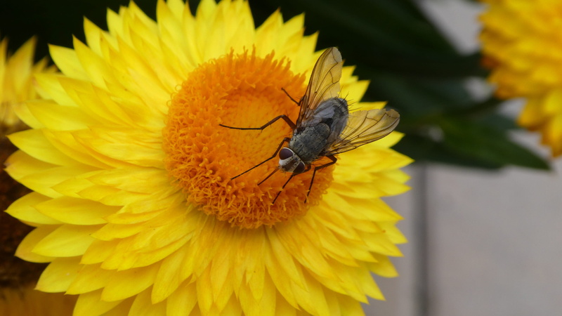 animals in the wild, animal wing, flower head, growth, insect, one animal, bloom, beauty in nature, pollination, pollen, italicum, inflorescence, flowering plant