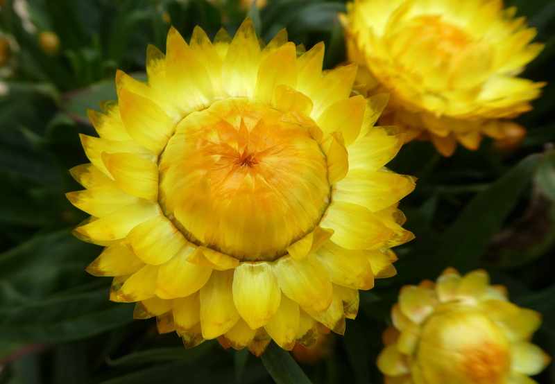 plant, outdoors, growth, flower, blossom, flowering plant, 4K, petal, bright, italicum, vulnerability, golden, day, yellow, no people, freshness, pollen