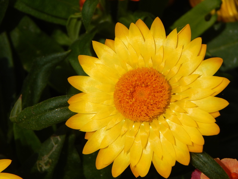 4K, leaf, flowering plant, beauty in nature, close-up, pollen, gazania, freshness, inflorescence, flower head, fragility, focus on foreground, vulnerability