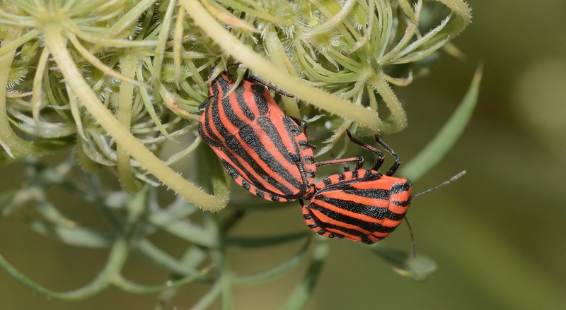 nature, no people, macro, animal themes, one animal, graphosoma, 2K, insect, animal, animal wildlife, Bug, butterfly - insect, plant, animal wing, green color