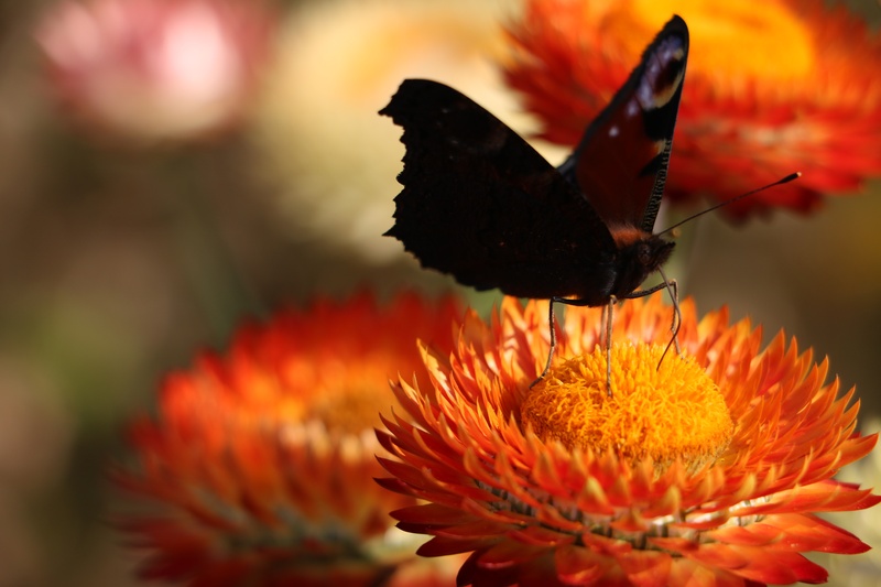 flowering plant, bloom, orange color, butterfly - insect, peacock, insect, 5K, italicum, growth, plant, blossom, freshness, petal, vulnerability, butterfly