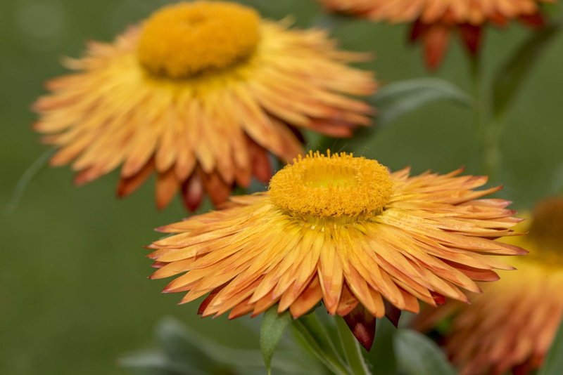 close-up, vulnerability, decoration, color, inflorescence, blossom, outdoors, flower, petal, fragility, plant, flowering plant, out, bloom, cute, italicum