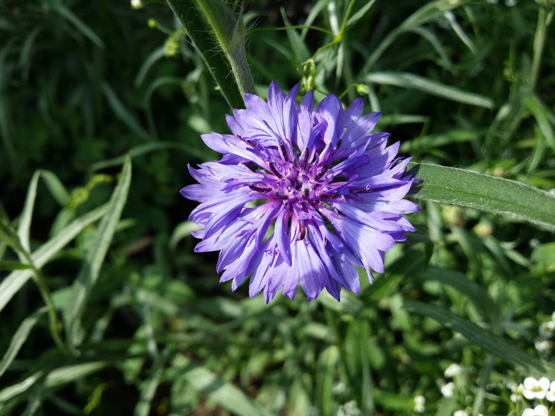 italicum, clover, focus on foreground, inflorescence, nature, blue petals, growth, vulnerability, fragility, beauty in nature, day, selective focus, Cornflower