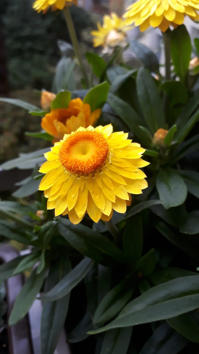 fragility, straw flowers, plant, flowering plant, focus on foreground, plant part, no people, flower, bloom, yellow, leaf, outdoors, blossom, freshness