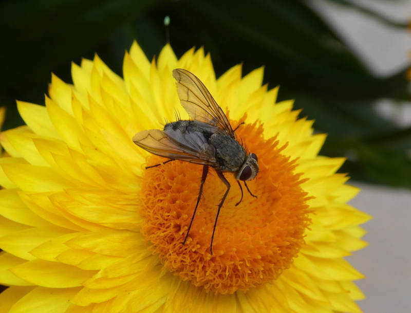 2K, animal themes, close up, animal wildlife, flower head, blossom, yellow, petal, animals in the wild, langbein, flowering plant, animal, invertebrate
