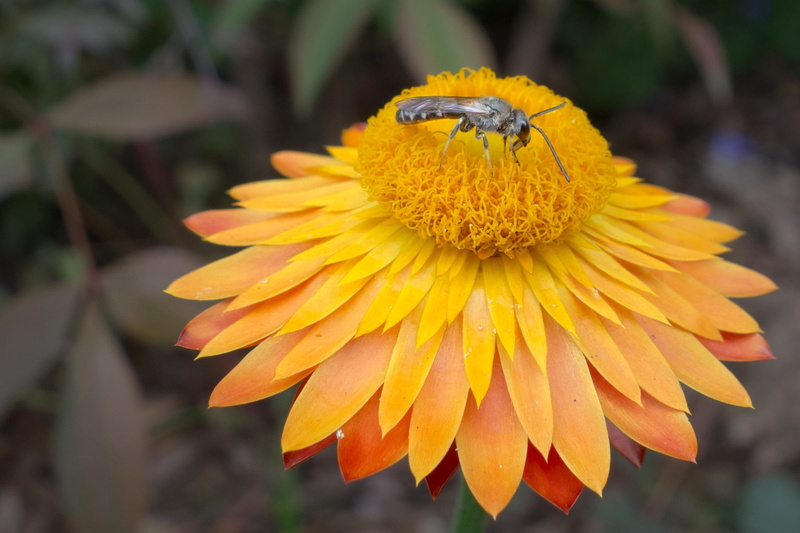 stamen, close, pollination, flowers, animal wildlife, blossom, bee, ornamental plant, invertebrate, flower head, Fly, color, garden, orange, pollen, Bees
