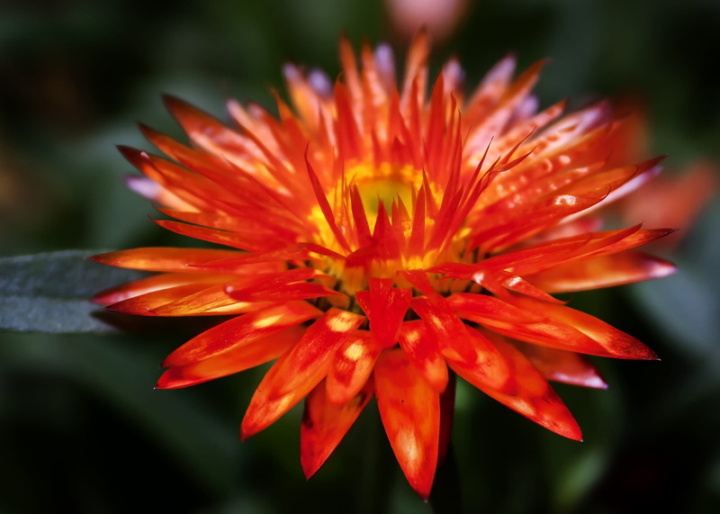 garden herbs, flower, petal, flower bud, state garden show, growth, vulnerability, 2K, flowerbed, orange, pollen, composites, beauty in nature, outdoors