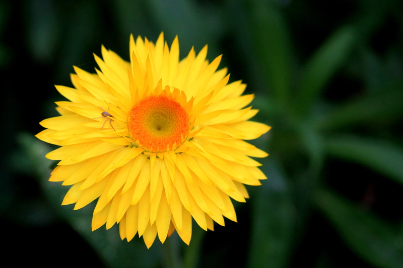 italicum, growth, plant, close-up, blossom, composites, yellow, flowering plant, outdoors, fragility, summer, petal, vulnerability, red, 4K, nature, inflorescence
