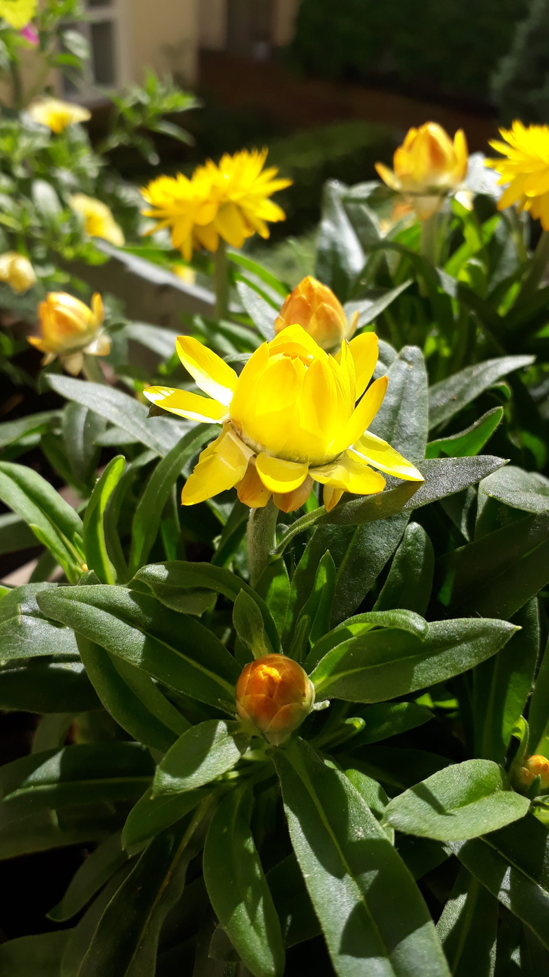 plant part, fragility, focus on foreground, freshness, leaf, italicum, vulnerability, day, summer meadow, springtime, petal, inflorescence, close-up, flowering plant