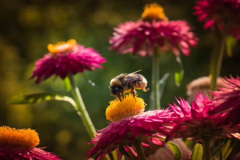 summer, animal themes, italicum, insect, vulnerability, bee, invertebrate, pollen, blossom, animal wildlife, close-up, purple, plant, petal, inflorescence