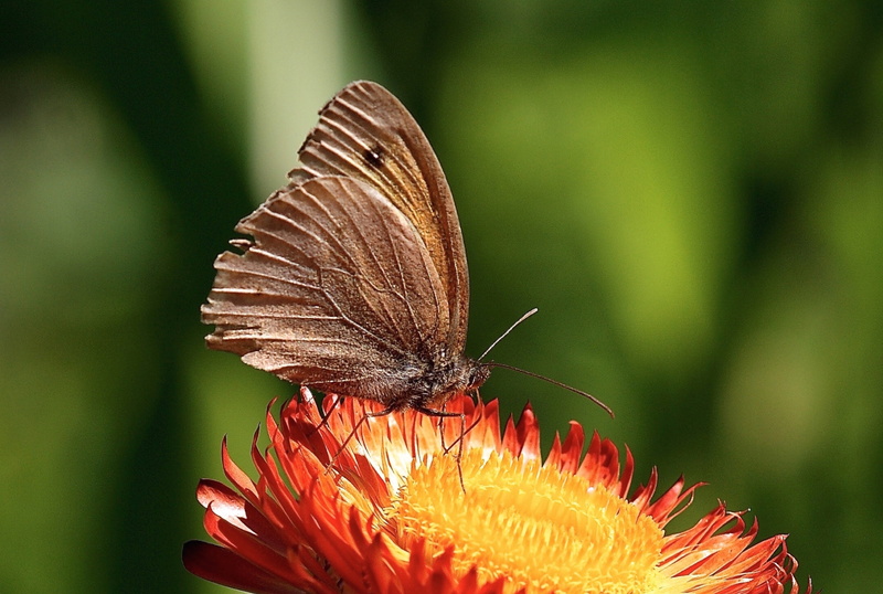 colorful, garden, flower, close-up, animal themes, butterfly, fragility, beautiful, butterflies, structure, dry, animal wing, close, orange, outdoors, bright