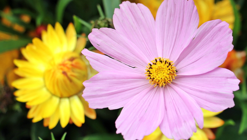yellow straw flower, nature, flowering plant, bloom, outdoors, pink color, italicum, cosmos, photo, botany, freshness, petal, close-up, inflorescence, focus on foreground