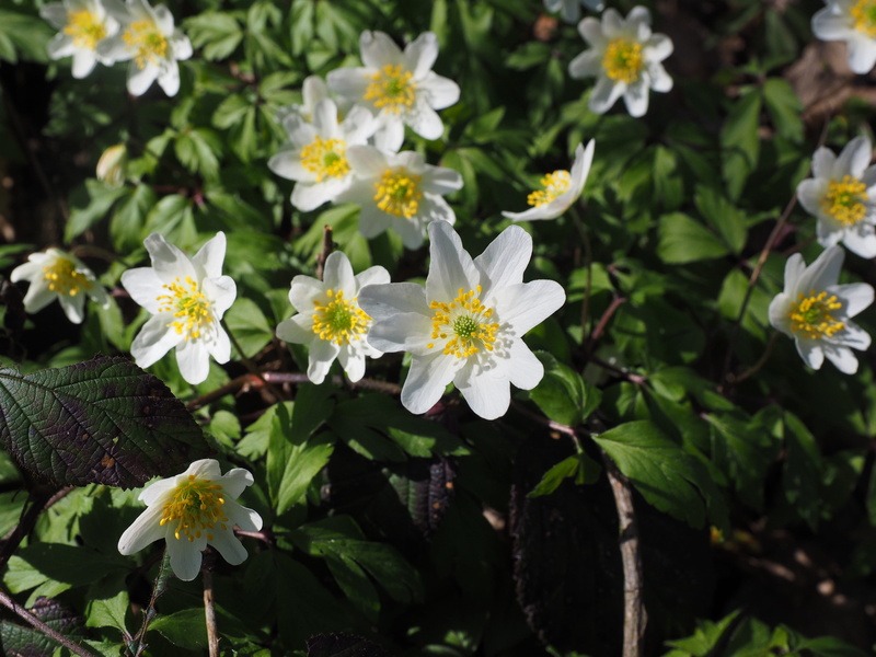 wang steibluoma, hahnefuessel, fragility, hein anemone, cat flower, eye flower, white wood flower, petal, wood anemone, bettsaichern, vulnerability, cheese flowers