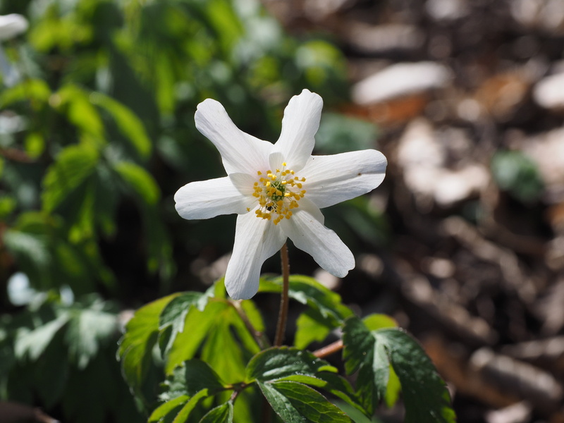 4K, fragility, charming, aeschabluomen, light, merzenblume, bettsaichern, gaisanaegeli, day, zegenblaume, geistblueemli, flower head, ostblome, water flower