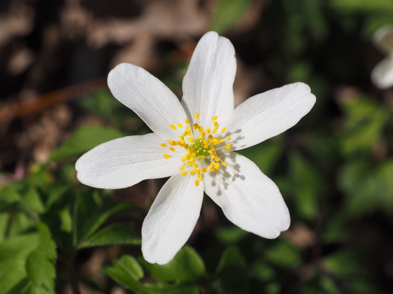 growth, close-up, merzenblume, hein anemone, white wood flower, hahnefuessel, morgendaemmcher, white, spring, beauty in nature, geiss floral, weissaeugel