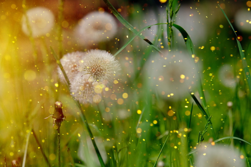 beauty in nature, focus on foreground, nature, common dandelion, drop, close-up, flower, no people, water, dew, taraxacum ruderalia, vulnerability, flowering plant