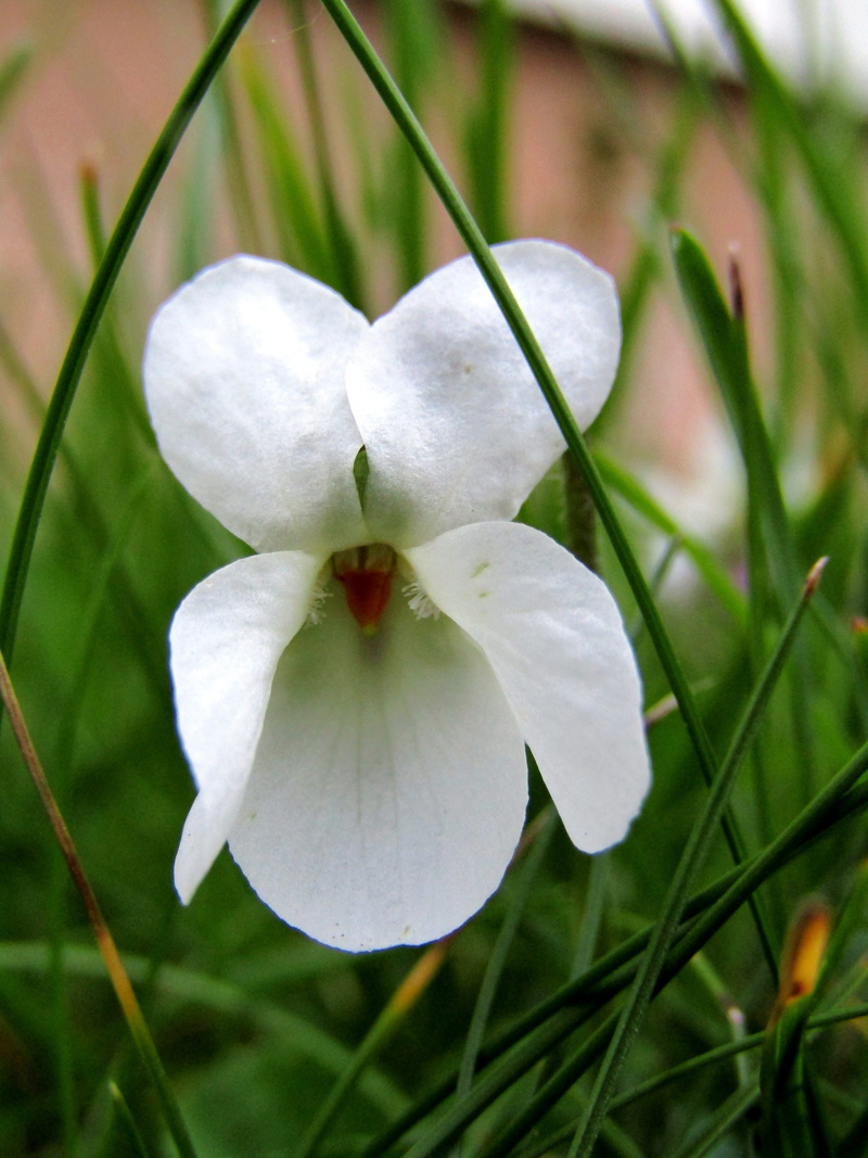 spring flowers, plant, vulnerability, garden, early bloomer, flower, single flower, violet, no people, special feature, inflorescence, day, meadow, nature