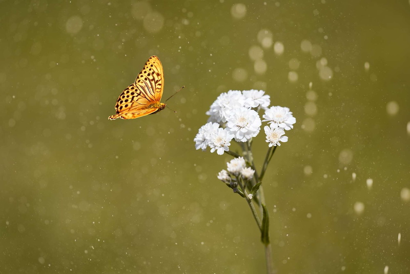 animals in the wild, freshness, flowers photography, pollination, no people, one animal, fragility, hahnenfugewchs, flight insect, in the garden, flower head