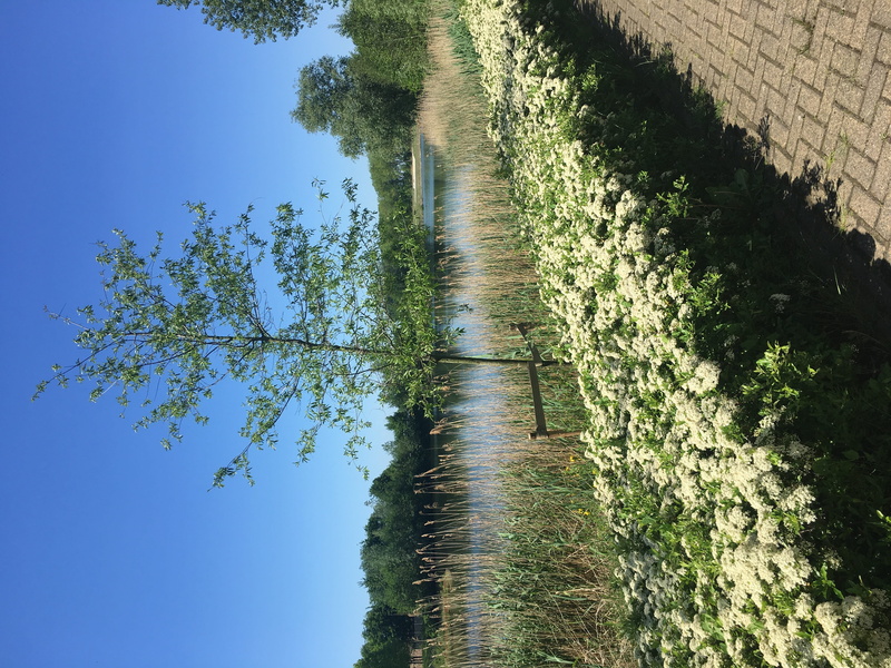green color, beauty in nature, whit, biddinghuizen, flowers, plant, spijkweg 30, green, tranquility, sky, tree, growth, tranquil scene, nature, trees, outdoors
