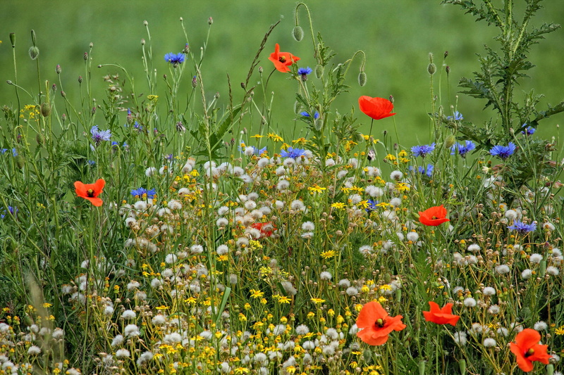 nature, poppies, land, vulnerability, flower head, petal, flowers, 2K, inflorescence, flower, flowerbed, day, plant, freshness, close-up, spring meadow