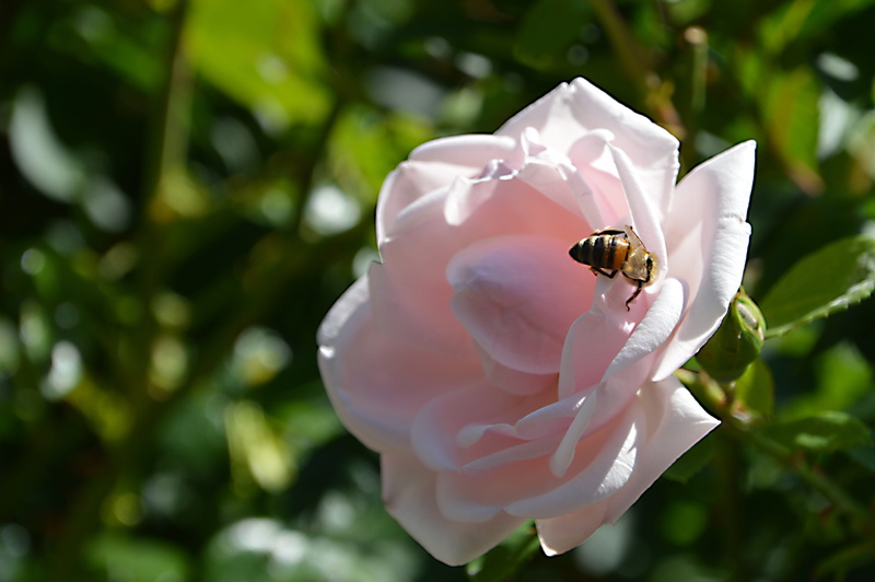 rose - flower, petal, Insect, vulnerability, rose petals, plant, flower, fragility, perched, focus on foreground, close-up, animal, Summer, invertebrate