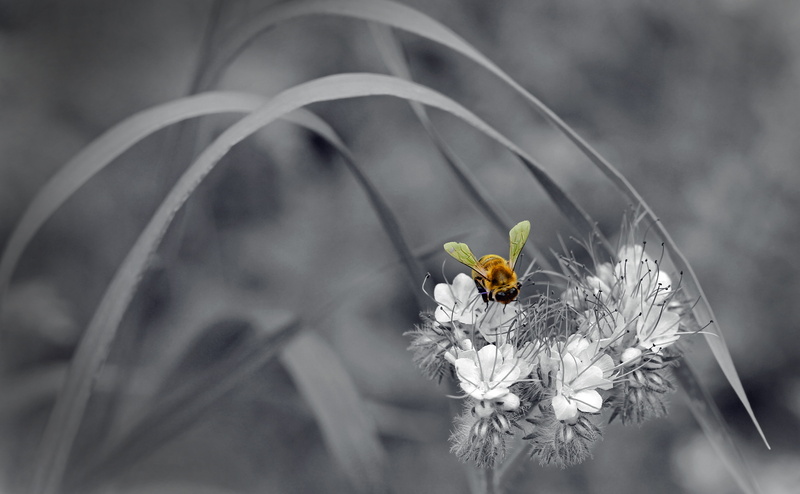 close-up, bee, plant, hoverfly, petal, focus on foreground, freshness, blossom, bloom, animal wing, 5K, yellow, animal themes, vulnerability, grasses