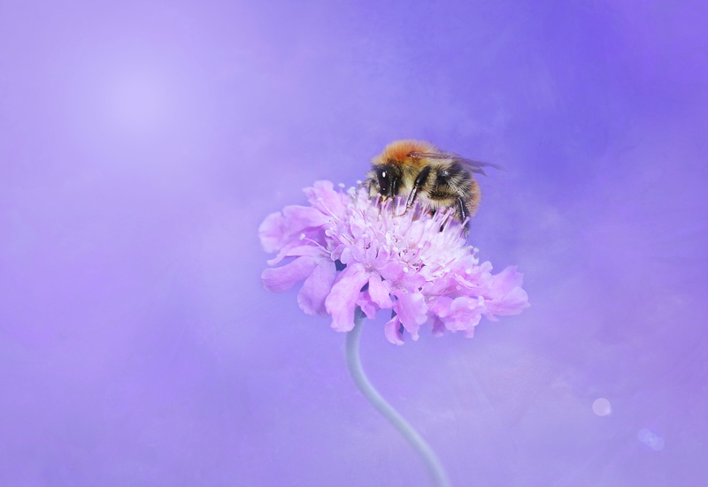 animal, honey, springtime, sunshine, pollinating, bloom, animal themes, petal, farbenpracht, nature, summer, flowering plant, macro, bumblebee, beauty in nature