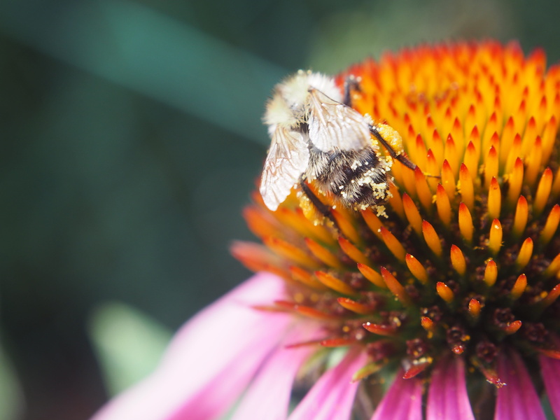vulnerability, butterfly - insect, pollination, growth, nature, bee, petal, one animal, pollen, flowering plant, flower, freshness, inflorescence, animal wildlife
