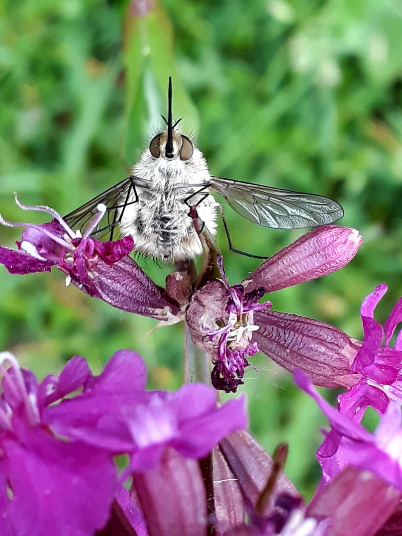 flight insect, freshness, animal wildlife, plant, hummel, insect, caryophyllaceae, carnation, animals in the wild, flower head, close-up, fly, pollination