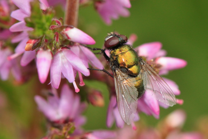 rose, pollination, animal themes, fly, macro, beauty in nature, no people, pink, heather, 2K, close, bee, nature, petal, purple, vulnerability, flowering plant