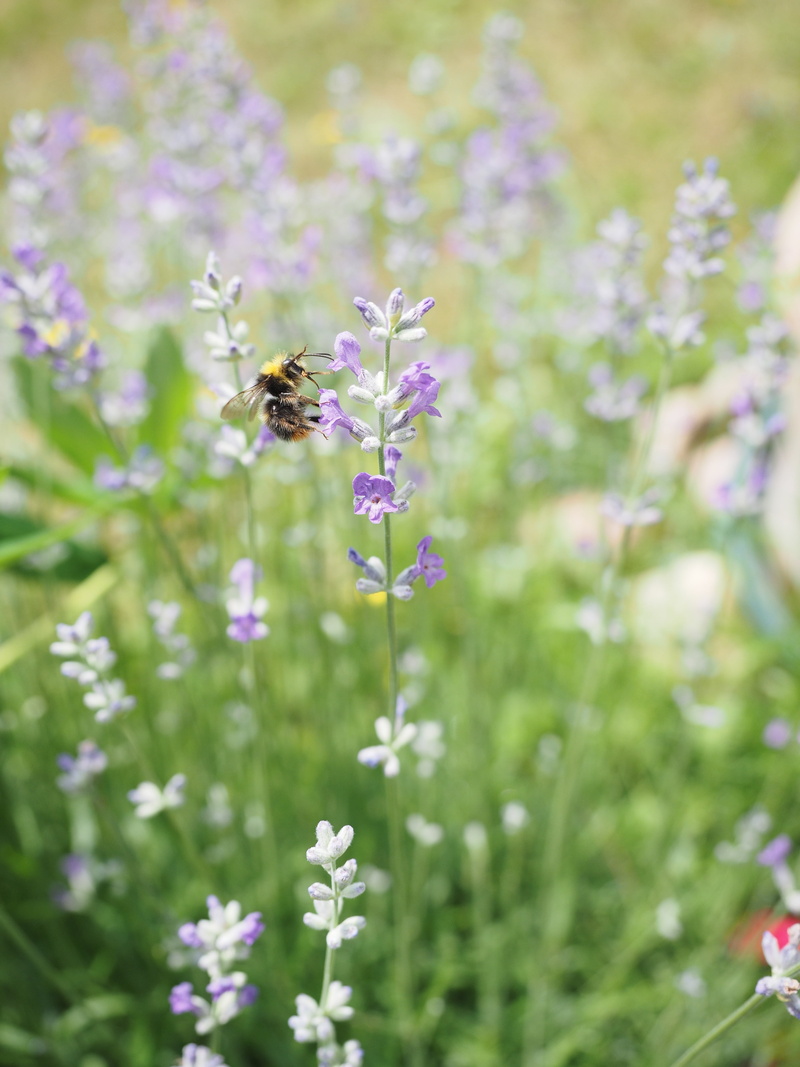 summer, lavender, pollination, plant, invertebrate, flowers, growth, beauty in nature, vulnerability, hummel, close-up, fragrant flower, freshness, insect