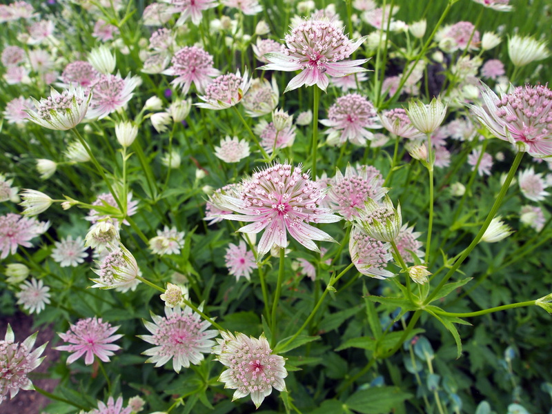 flowering plant, springtime, plant, outdoors, astrantia, petal, pink, green color, plant part, beauty in nature, nature, growth, green, leaf, flowerbed