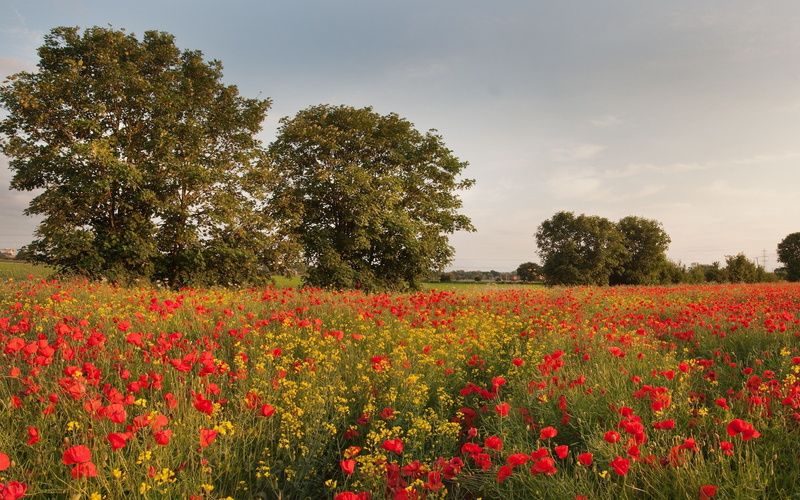 flowers, trees, yorkshire, meadow, cress, wild, 2K, england, poppies