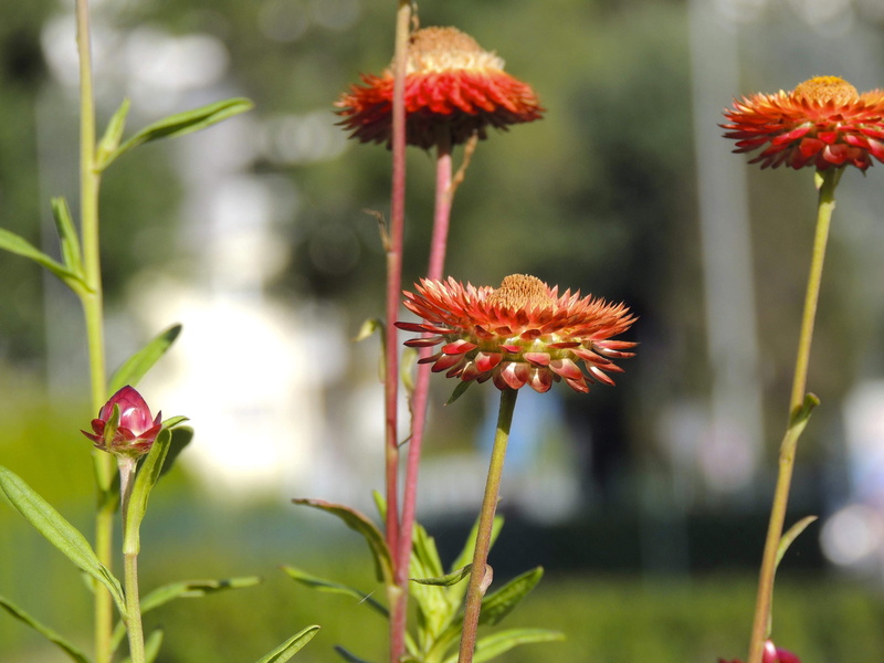 no people, land, freshness, close-up, day, vulnerability, flower, flower head, outdoors, plant, plant stem, red, growth, macro, fragility, inflorescence