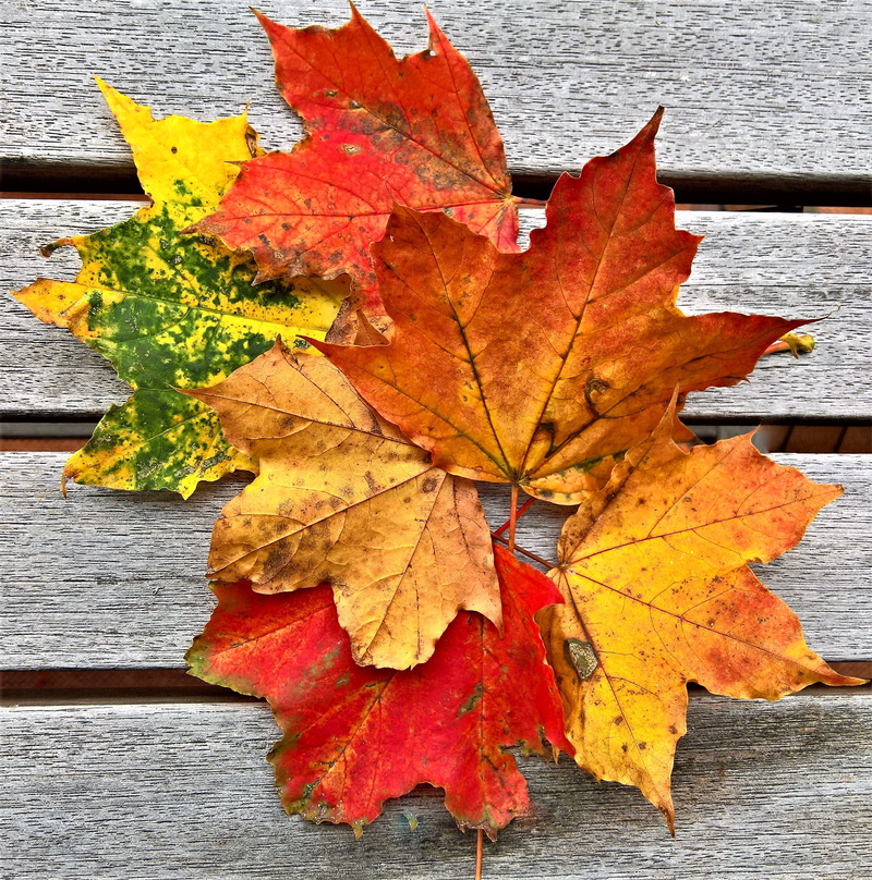 plant part, maple leaf, herb mood, wood - material, plant, day, nature, outdoors, orange color, autumn, close-up, yellow, no people, maple, natural condition