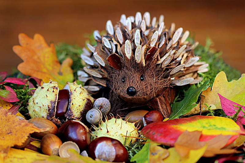 chestnut - food, nature, healthy eating, fruit, herbstdeko, freshness, change, studio shot, autumn, food and drink, outdoors, no people, plant part, animal