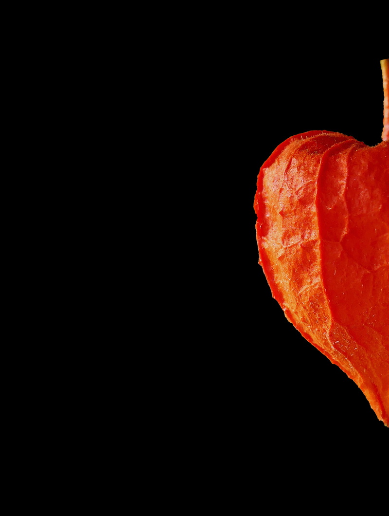 deco, colorful, autumn decoration, black background, cut out, orange, raw food, autumn flowers, copy space, decorative, autumn, decoration, autumn motives