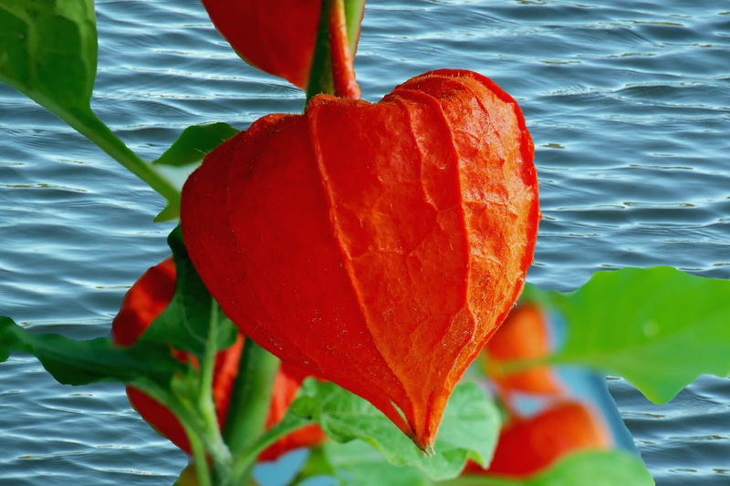 floating, freshness, flower, herbstdeko, autumn flowers, day, chichi viking fruits, growth, red, leaf, nature, flower head, flowers, plant part, decoration