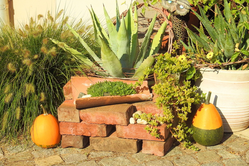 orange color, plant, green color, day, vegetable, succulent plant, beauty in nature, no people, solid, gardening, potted plant, growth, deco, garden, 4K