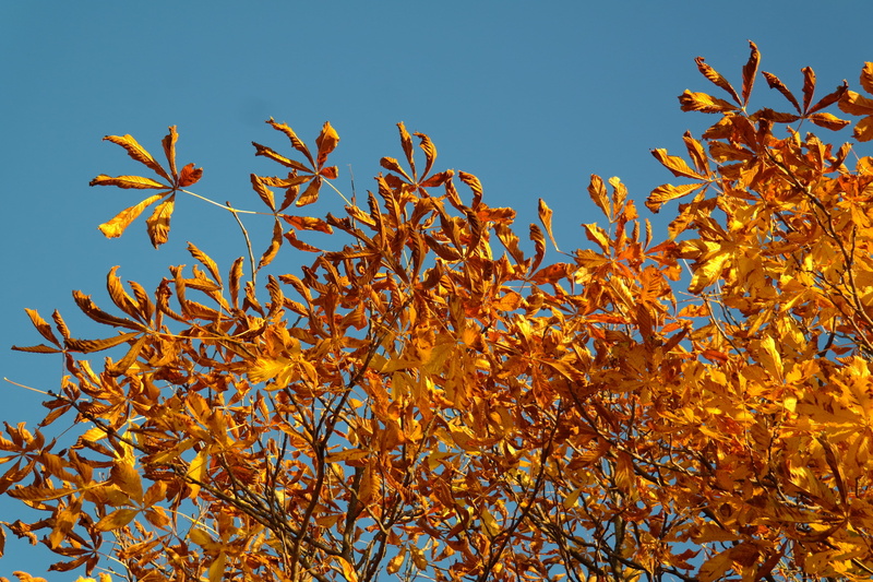 tree, outdoors, leaf, sky, yellow, 5K, color Image, no People, fall leaves, autumn, chestnut, growth, chestnut tree, plant, day, Buckeye, flower, white rosskastanie
