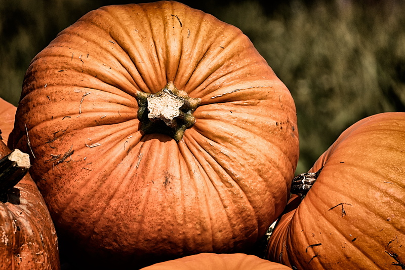 close-up, brown, colorful, 5K, thanksgiving, harvest, orange, no people, pumpkins, vegetable, pumpkin, decoration, decorative squashes, healthy eating