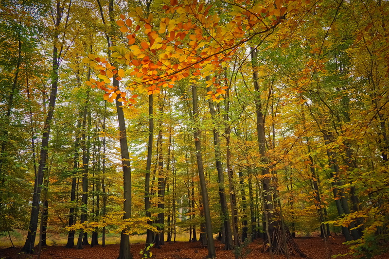 no people, fall, tree canopy, fall leaves, woodland, tree, atmosphere, 4K, color, leaves, emerge, scenics - nature, autumn motive, tree trunk, orange color