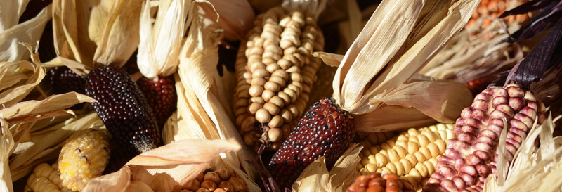 wine, cereal plant, decorative, close-up, crop, yellow, food and drink, head image, vegetarian food, ornamental, cob, banner, autumn, seed, corn on the cob