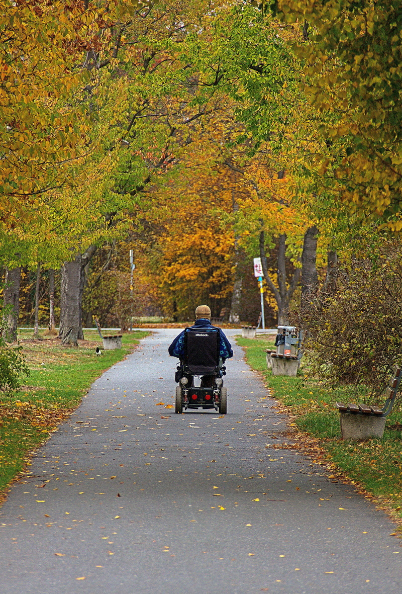 mode of transportation, outdoors, adult, man, senior, movement, leaf coloring, real people, nature, tree, wheelchair, plant, the way forward, 4K, change