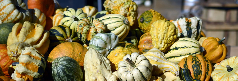 variation, halloween, orange, bunch, freshness, structure, stalk, green, panoramic, day, banner, close-up, ripe, white, choice, wellbeing, market stall