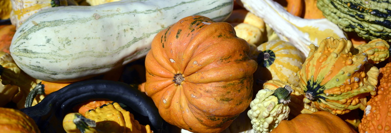 wellbeing, halloween, harvest, decorative, october, food, squash - Vegetable, autumn motives, freshness, close-up, plant, orange, thanksgiving, ripe, healthy eating