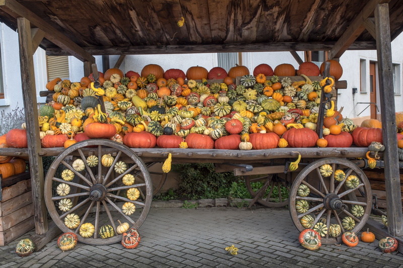 halloween, harvest, outdoors, wellbeing, decoration, pumpkins, 4K, orange, for sale, golden, choose, large group of objects, wheel, wagon wheel, orange color