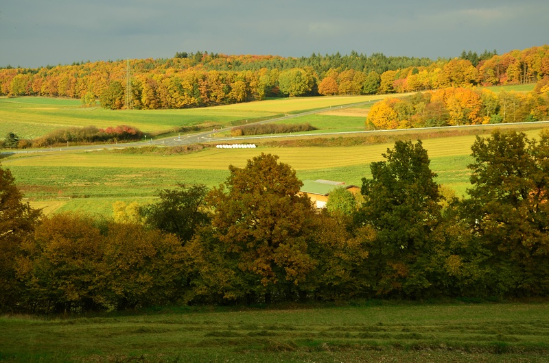 environment, outdoors, day, green color, beauty in nature, plant, trees, leaf, green, emerge, autumn mood, fall color, no people, golden october, non-urban scene