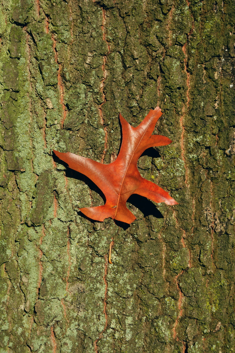 leaves, close, green color, autumn colours, autumn tree, maple leaf, baustamm, star Shape, oak leaf, red, one animal, october, 5K, nature, leaf, emerge