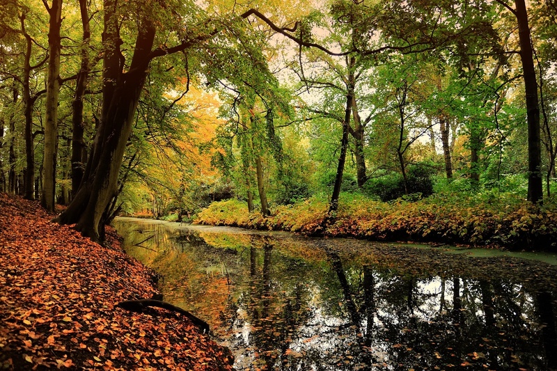 tranquil scene, water, across, no people, river, forest, lake, idyllic, outdoors, daytime, 720P, leaf, non-urban scene, swamp, beauty in nature, scenics - nature